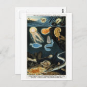 燐光性動物ヴィンテージ葉書 ポストカード (正面/裏面)