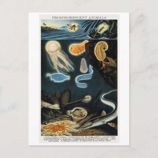 燐光性動物ヴィンテージ葉書 ポストカード (正面)