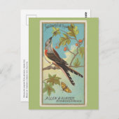 燕尾型フライキャッチャー ポストカード (正面/裏面)