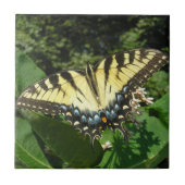 燕尾蝶 タイル (正面)