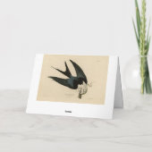燕尾鷹 – オードボンのアメリカの鳥 カード (裏面)
