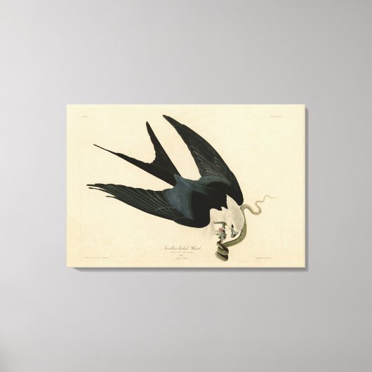 燕尾鷹 – オードボンのアメリカの鳥 キャンバスプリント (正面)