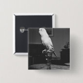 燭台B&Wに坐っているオウム 缶バッジ (正面&裏面)