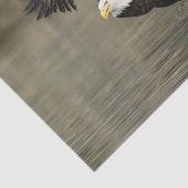 爆発性の白頭鷲 薄葉紙 (詳細)