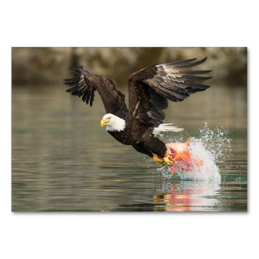 爆発的なハゲのワシ テーブルナンバー (正面)