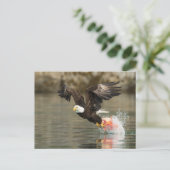 爆発的なハゲのワシ ポストカード (スタンド正面)