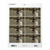 爆発的なハゲのワシ ラベル (フルシート)