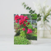 爆発的なバラ ポストカード (スタンド正面)