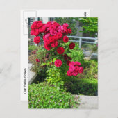 爆発的なバラ ポストカード (正面/裏面)
