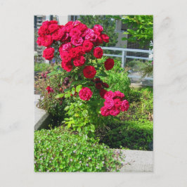 爆発的なバラ ポストカード