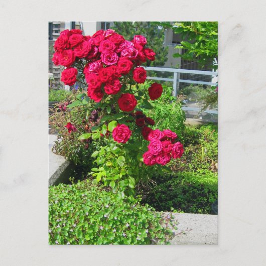 爆発的なバラ ポストカード (正面)
