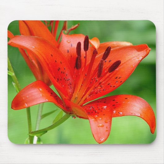 爆竹のLillyのマウスパッド マウスパッド (正面)