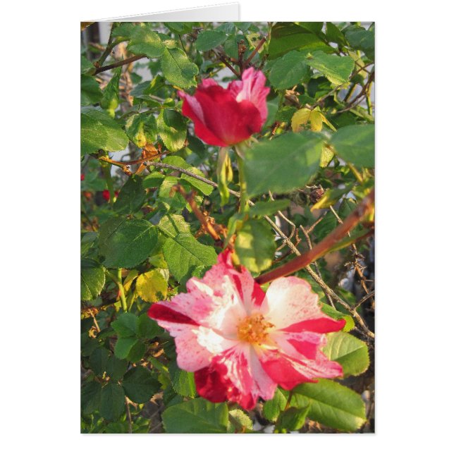 爆竹バラ (正面)