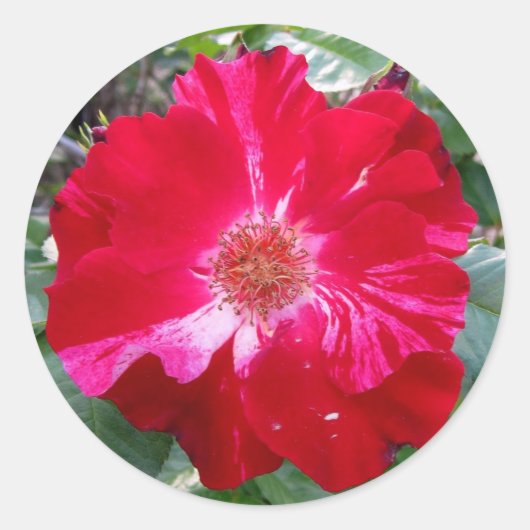 爆竹バラ~独身の開花 ラウンドシール (正面)