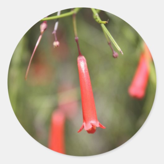 爆竹プラント ラウンドシール (正面)