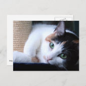 爪研ぎポスト付きネコのはがき。 ポストカード (正面/裏面)