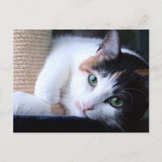 爪研ぎポスト付きネコのはがき。 ポストカード (正面)