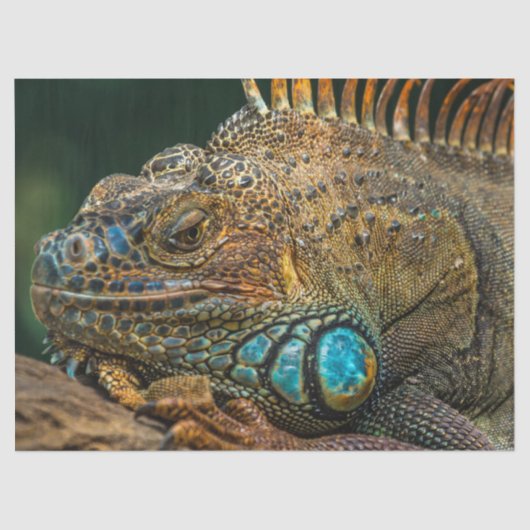 爬虫性トカゲティッシュペーパー 薄葉紙 (正面)