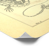 爬虫類のウミガエルのスケルトン ポスター (角)