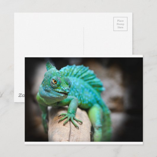 爬虫類の ポストカード (正面/裏面)