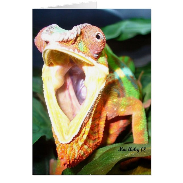 爬虫類カード (正面)