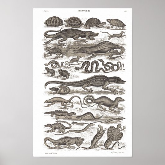 爬虫類ヴィンテージ自然史プリント ポスター (正面)