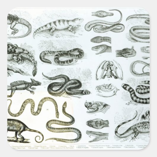 爬虫類、ヘビ類、トカゲ類 スクエアシール (正面)