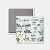 爬虫類、ヘビ類、トカゲ類 マグネット (正面/裏面)