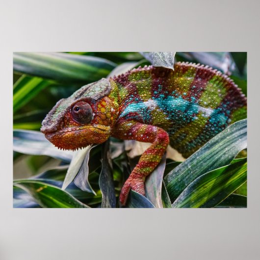 爬虫類 ポスター (正面)