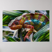 爬虫類 ポスター