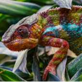 爬虫類 ポスター