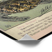 爬虫類 ポスター (角)