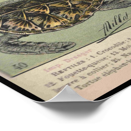 爬虫類 ポスター (角)