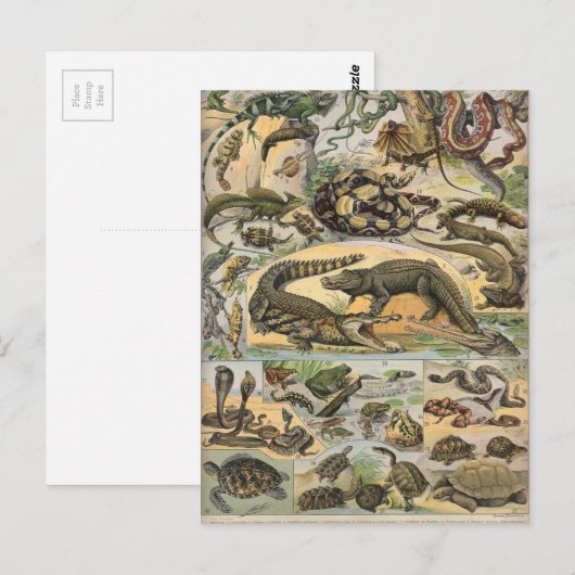 爬虫類 ポストカード (正面/裏面)