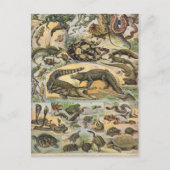 爬虫類 ポストカード (正面)