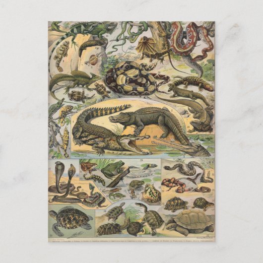 爬虫類 ポストカード (正面)
