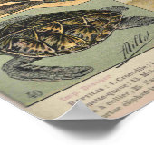 爬虫類 – 爬虫類のコレクション ポスター (角)