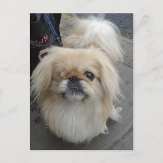 片目の犬 ポストカード