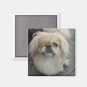 片目の犬 マグネット (正面/裏面)