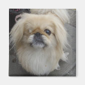 片目の犬 マグネット (正面)