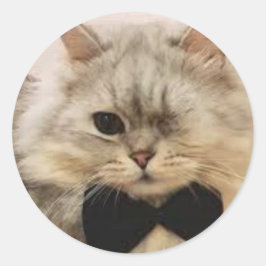 片目の猫 ラウンドシール