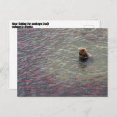 片米国立公園のサケのクマ魚釣り ポストカード (正面/裏面)