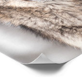 片耳の背を持つ灰色のオオカミ ポスター (角)