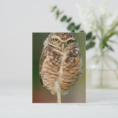 片脚に立つ穴居性フクロウ ポストカード (スタンド正面)