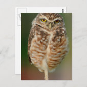 片脚に立つ穴居性フクロウ ポストカード (正面/裏面)