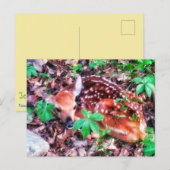 片葉書 ポストカード (正面/裏面)