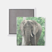 牙を付けたゾウ磁石 マグネット (正面/裏面)