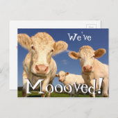 牛おもしろいの新しい住所引っ越しました 案内ポストカード (正面/裏面)