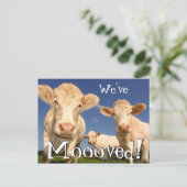 牛おもしろいの新しい住所引っ越しました 案内ポストカード (スタンド正面)