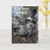 牛おもしろいの犬の頭の写真の背カラフル景 カード (黄色い花)